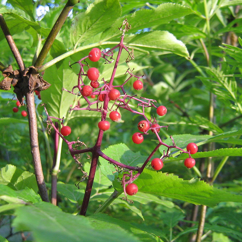 Image of Sambucus racemosa specimen.