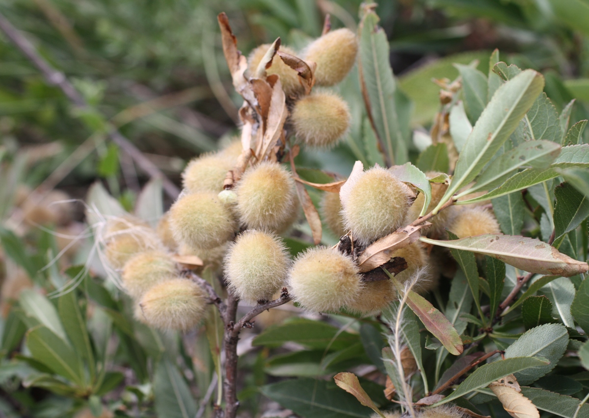 Изображение особи Amygdalus nana.