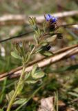 Veronica triphyllos