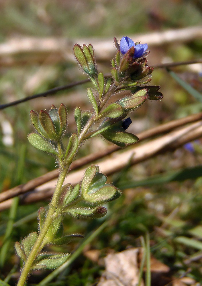 Изображение особи Veronica triphyllos.