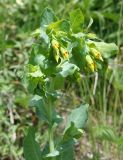 Cerinthe minor