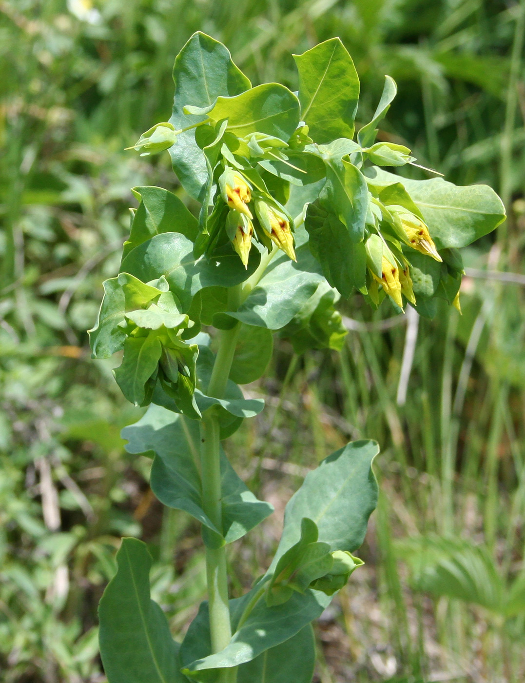 Image of Cerinthe minor specimen.