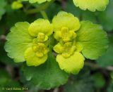 Chrysosplenium alternifolium. Верхушка цветущего побега. Украина, Киев, заказник \"Лесники\", лесная дорога, идущая через понижение в грабовом лесу. 6 апреля 2014 г.