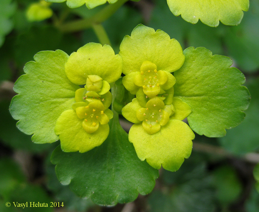 Image of Chrysosplenium alternifolium specimen.