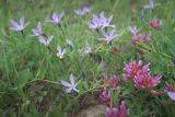 Vinca herbacea