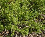 Salsola komarovii