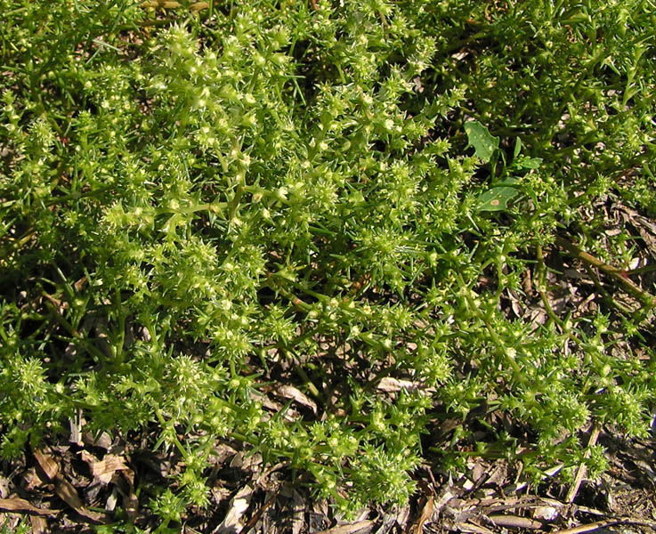 Image of Salsola komarovii specimen.