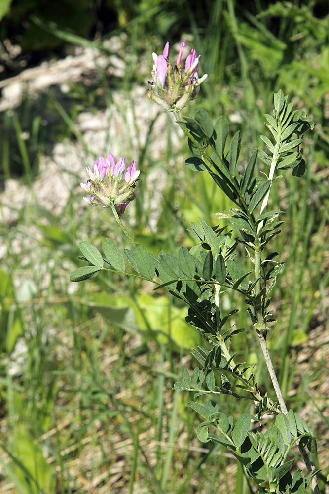 Изображение особи Astragalus ugamicus.