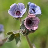 Cynoglossum creticum