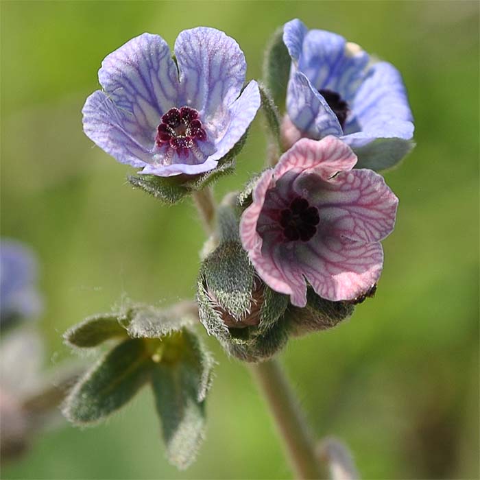 Изображение особи Cynoglossum creticum.