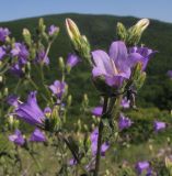 Image of taxon representative. Author is Татьяна Винокурова