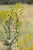 Euphorbia seguieriana