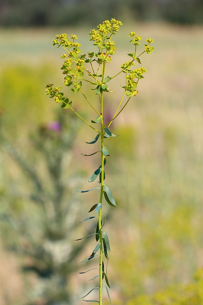 Молочай лозный. Молочай Сегье. Молочай Euphorbia seguieriana. Молочай прутьевидный соцветие. Молочай лозный, прутьевидный.