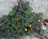 Oxalis corniculata