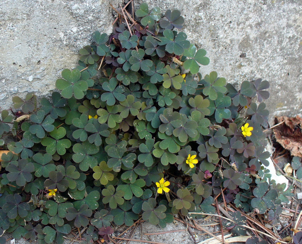 Изображение особи Oxalis corniculata.