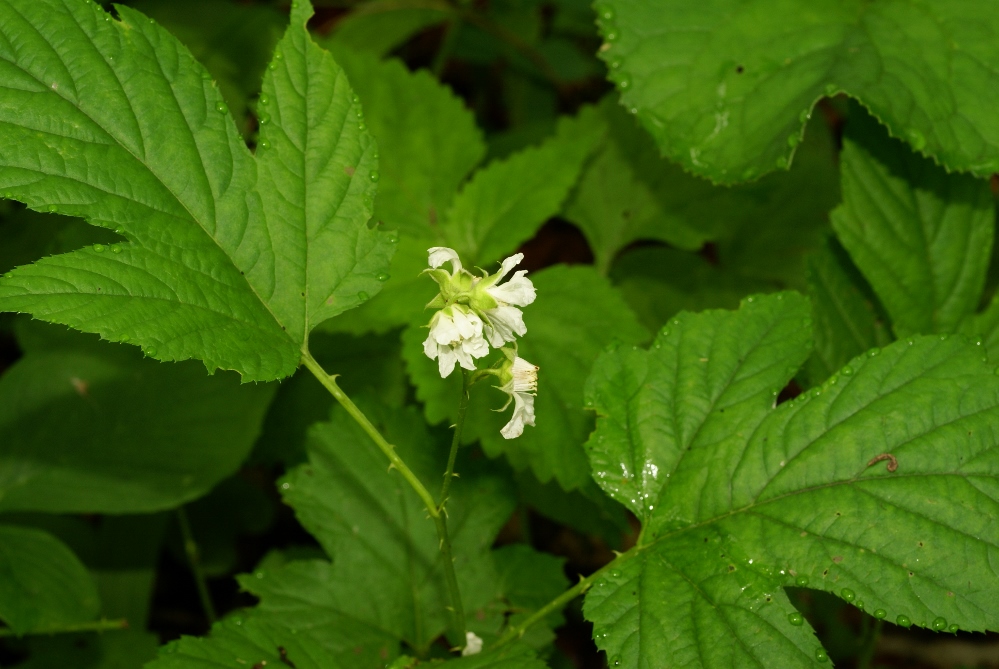 Image of Rubus crataegifolius specimen.