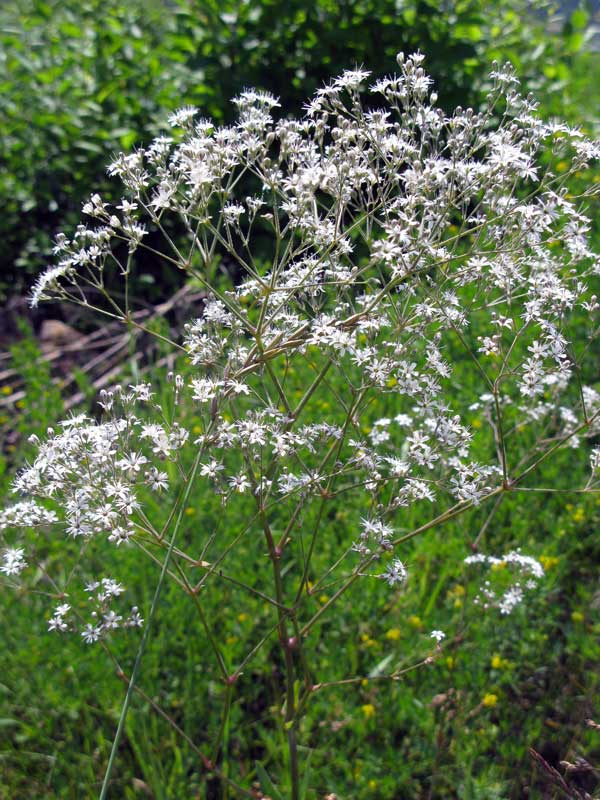 Изображение особи Gypsophila altissima.