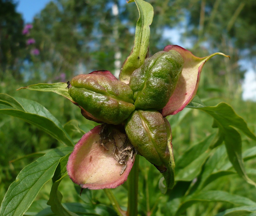 Image of Paeonia anomala specimen.