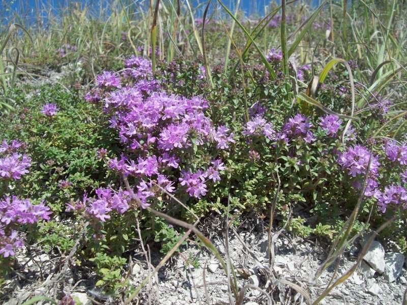 Изображение особи Thymus dubjanskyi.