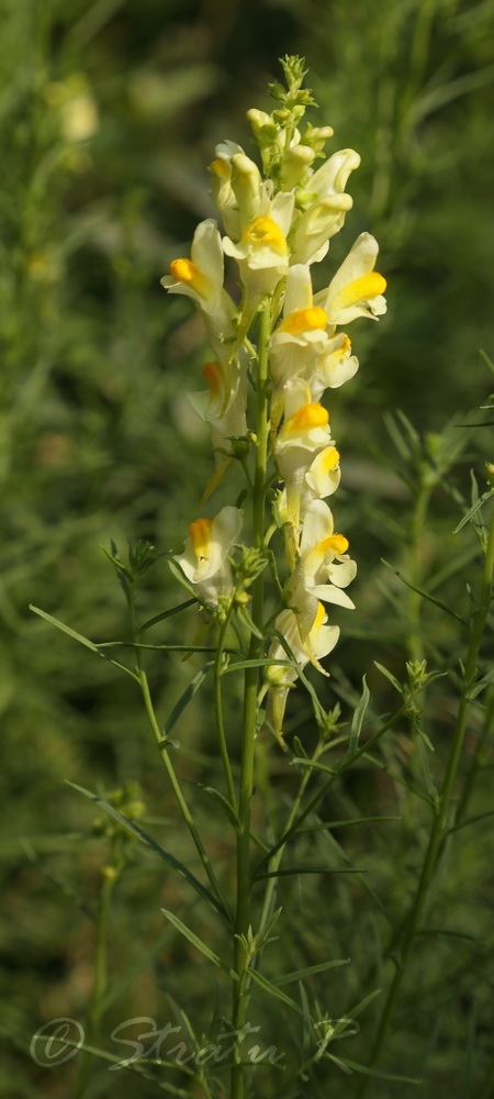 Image of Linaria vulgaris specimen.