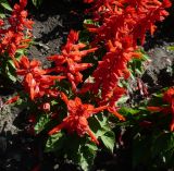 Salvia splendens
