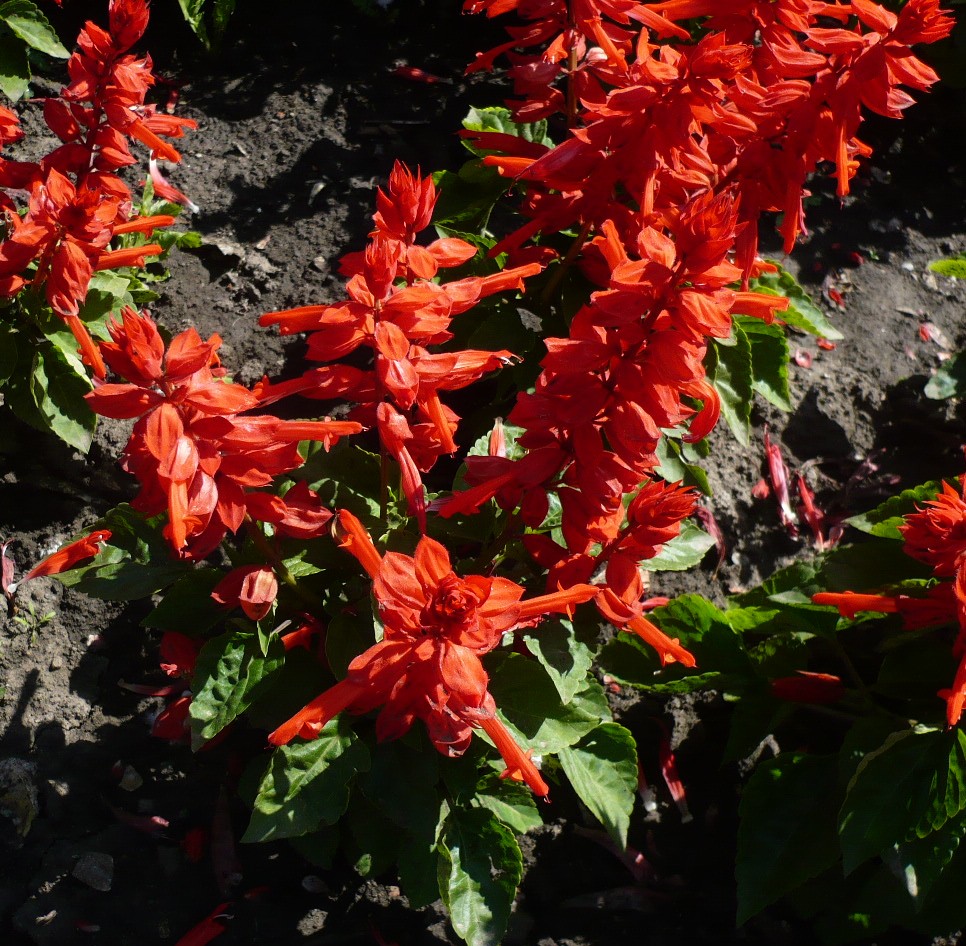 Изображение особи Salvia splendens.