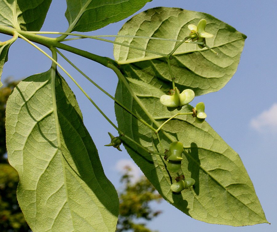 Image of Euonymus sanguineus specimen.