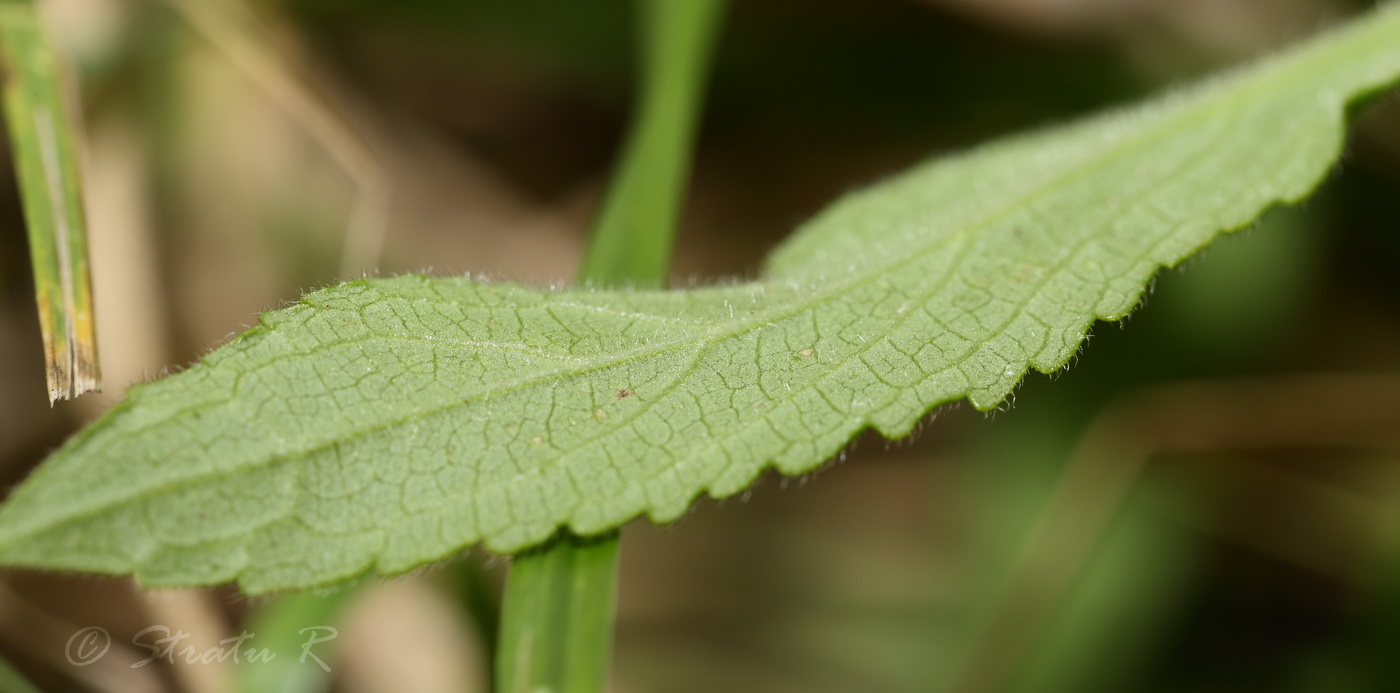 Изображение особи Stachys palustris.