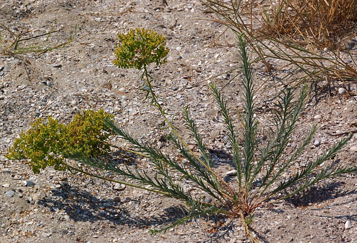 Изображение особи Euphorbia seguieriana.