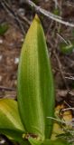 Ophrys umbilicata