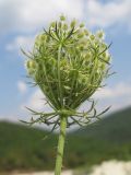 Daucus carota. Верхушка побега с соплодием. Краснодарский край, Абинский р-н, окр. станицы Шапсугская, мергелевый карьер. 23.08.2014.