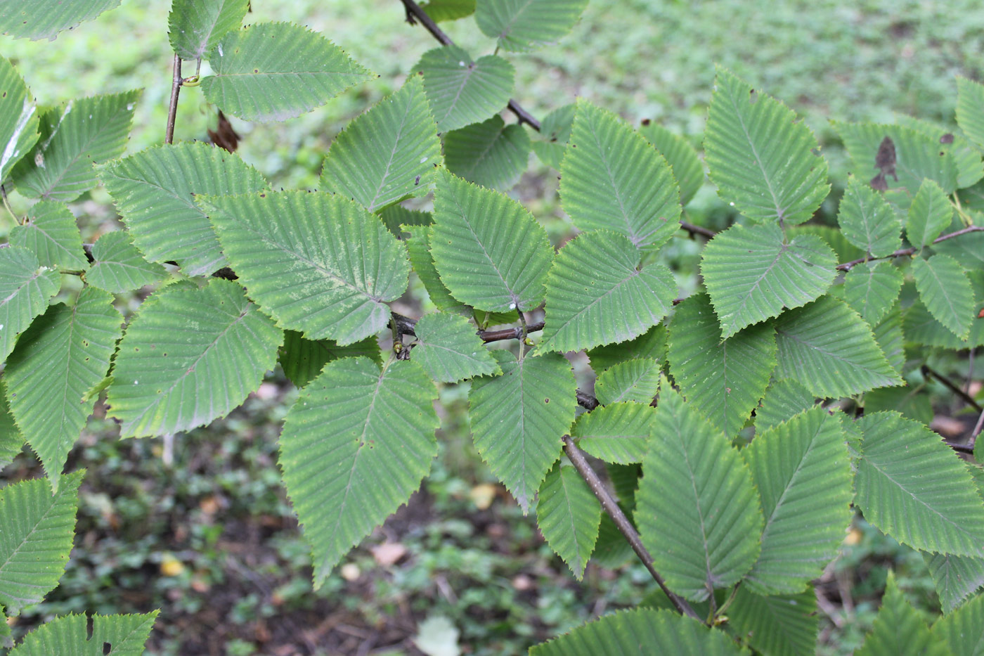 Image of Betula lenta specimen.