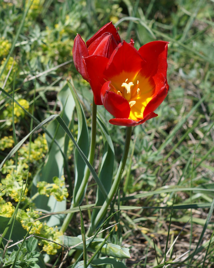 Image of Tulipa suaveolens specimen.