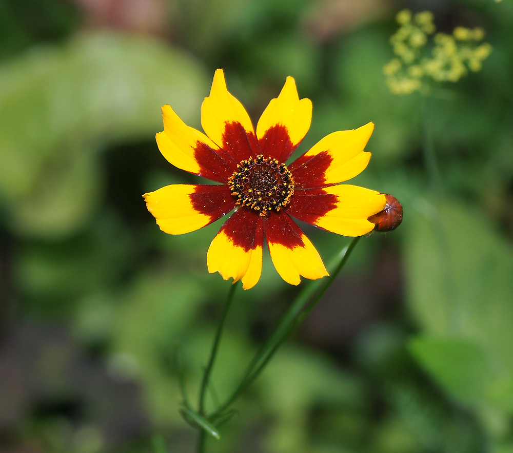 Image of Coreopsis tinctoria specimen.