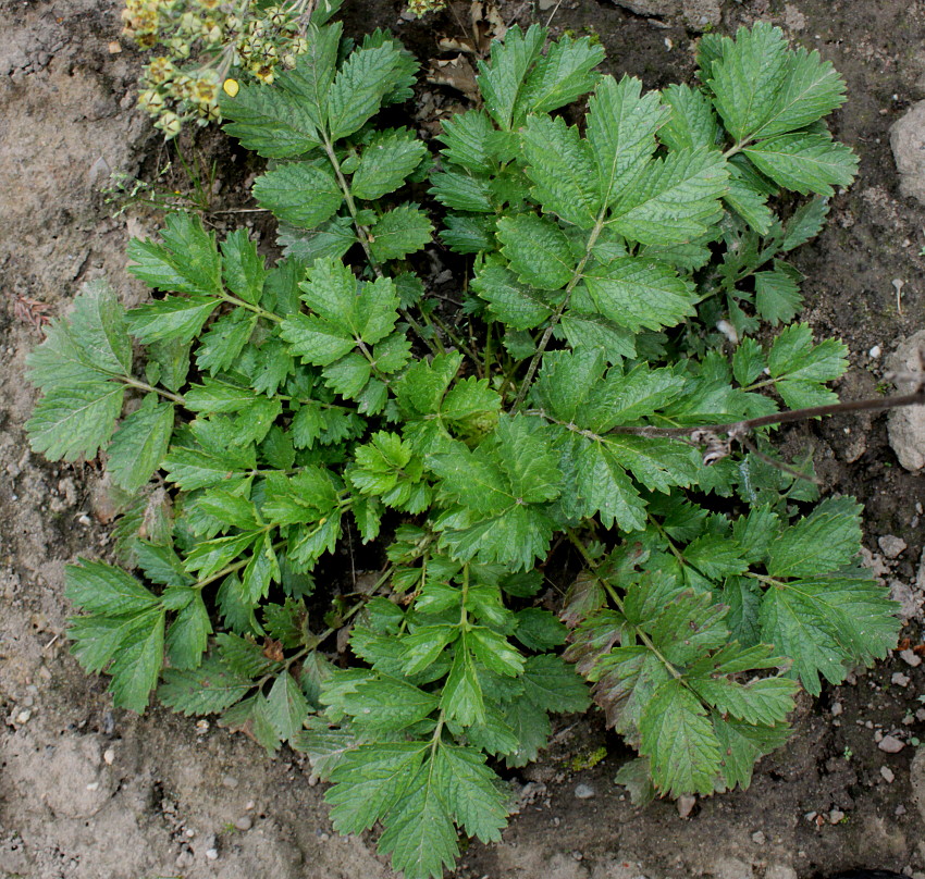 Image of Potentilla dombeyi specimen.