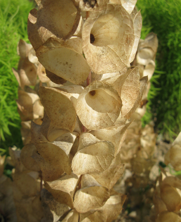 Image of Moluccella laevis specimen.