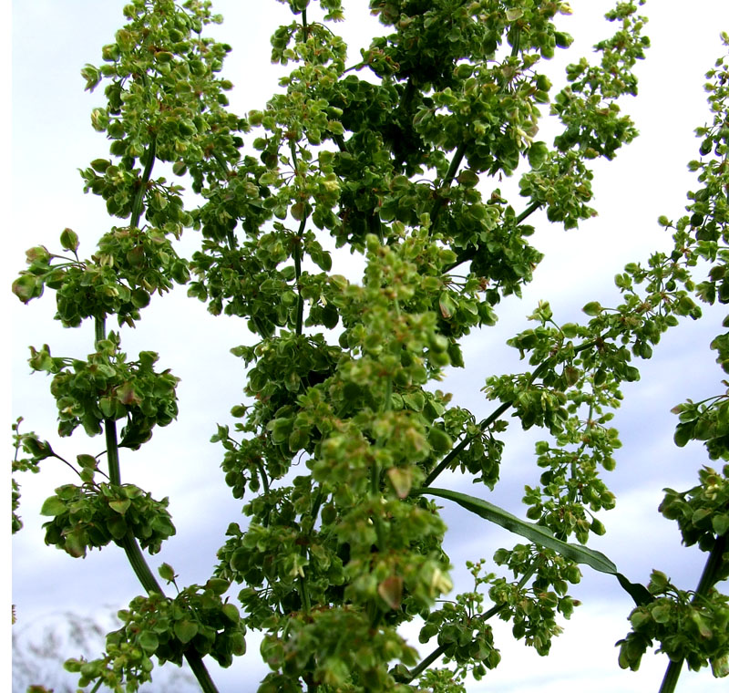 Изображение особи Rumex longifolius.