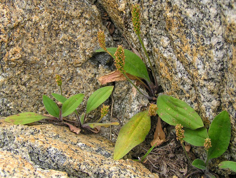 Image of Plantago camtschatica specimen.