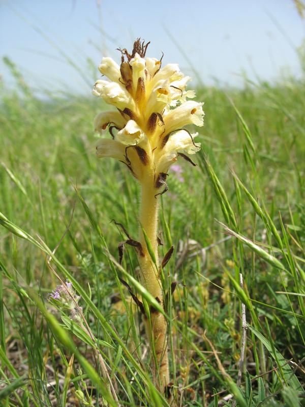 Image of genus Orobanche specimen.