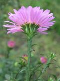Symphyotrichum &times; versicolor