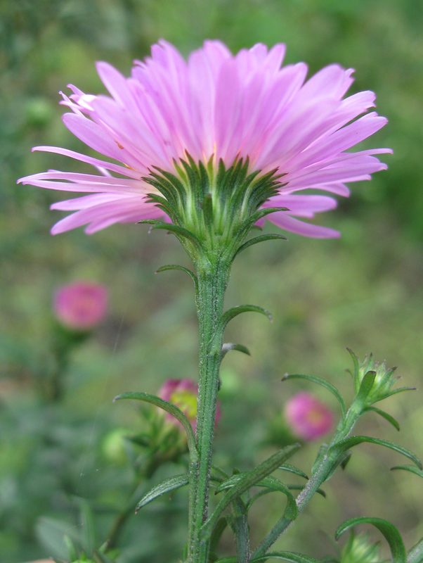 Image of Symphyotrichum × versicolor specimen.
