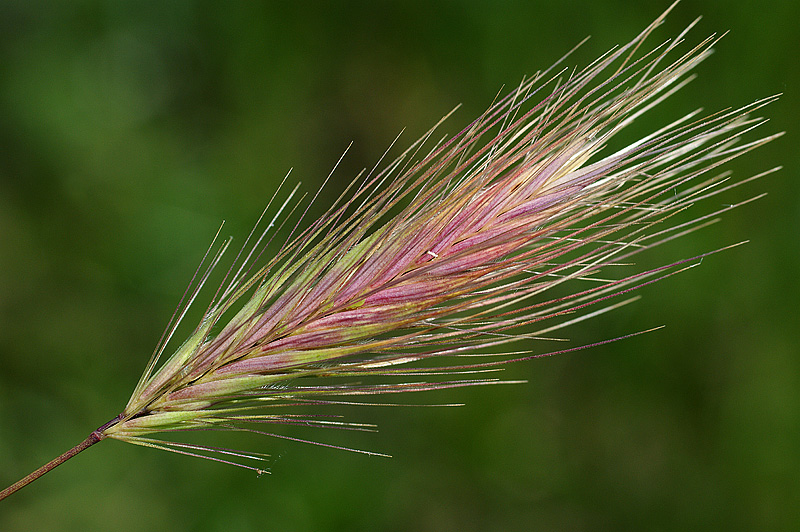 Изображение особи Hordeum glaucum.