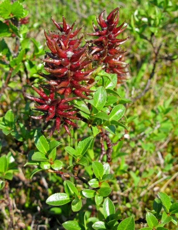 Image of Salix myrsinites specimen.