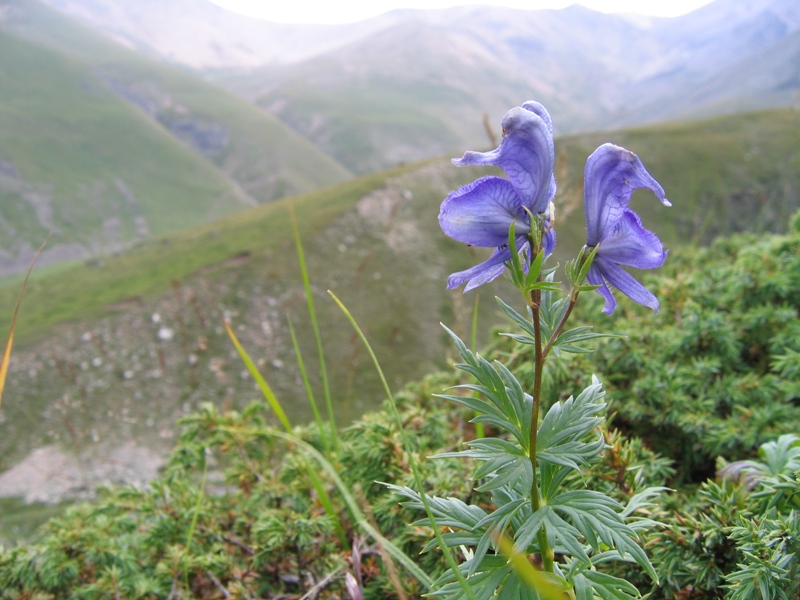 Изображение особи Aconitum cymbulatum.