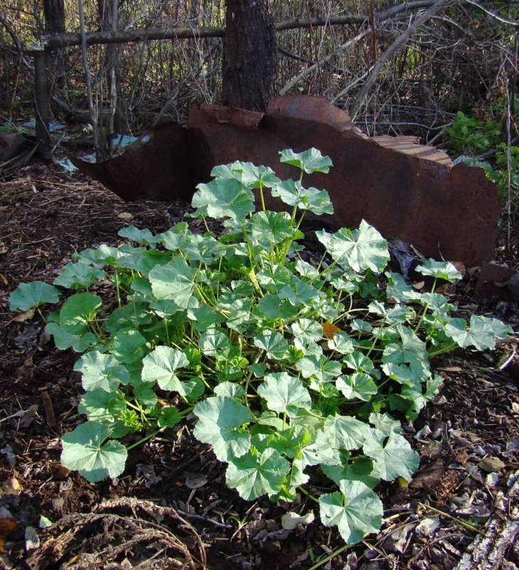 Image of Malva pusilla specimen.