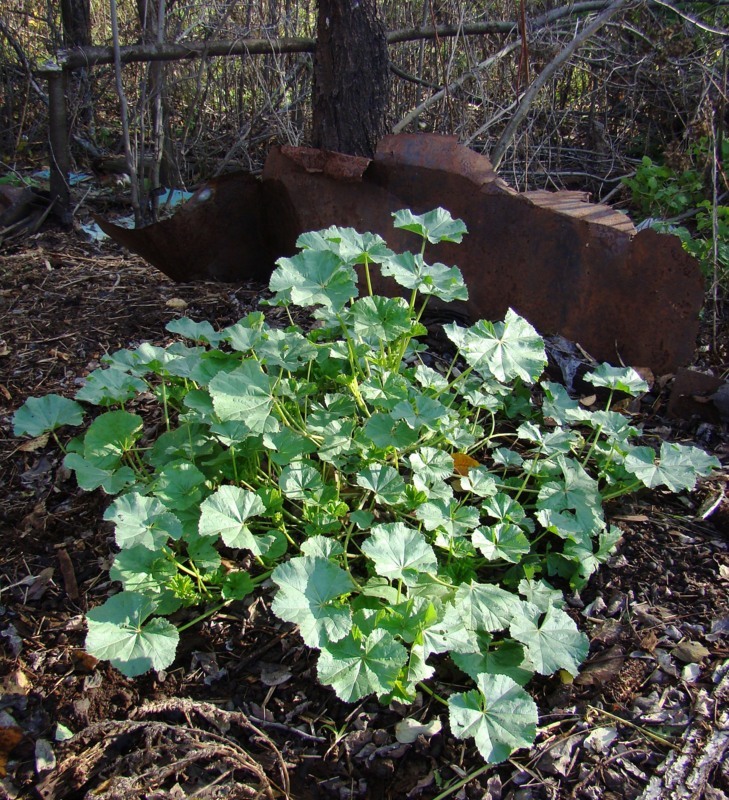 Изображение особи Malva pusilla.