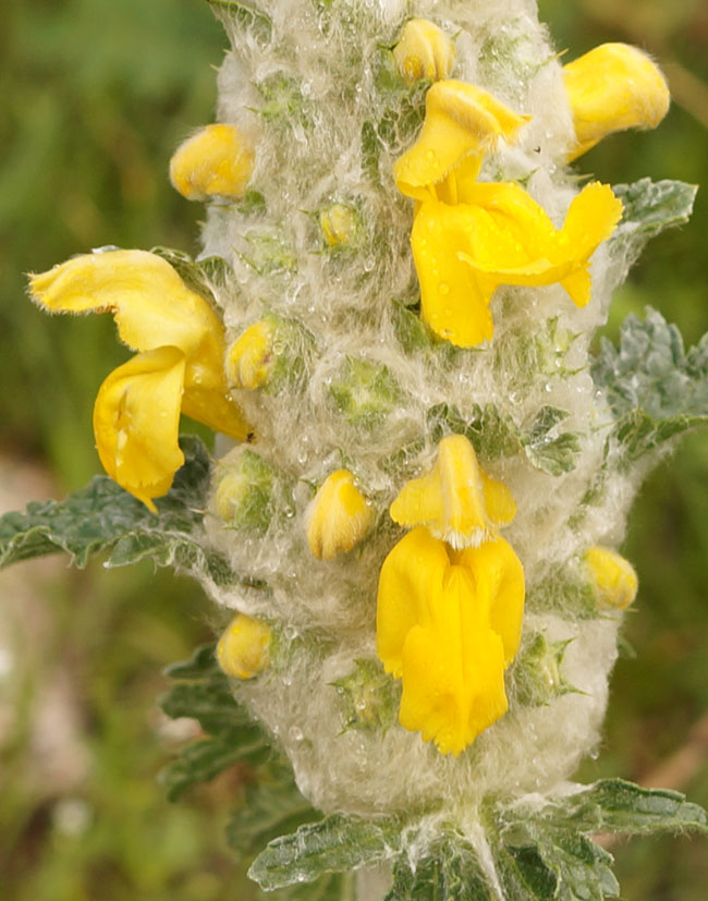 Изображение особи Phlomoides speciosa.