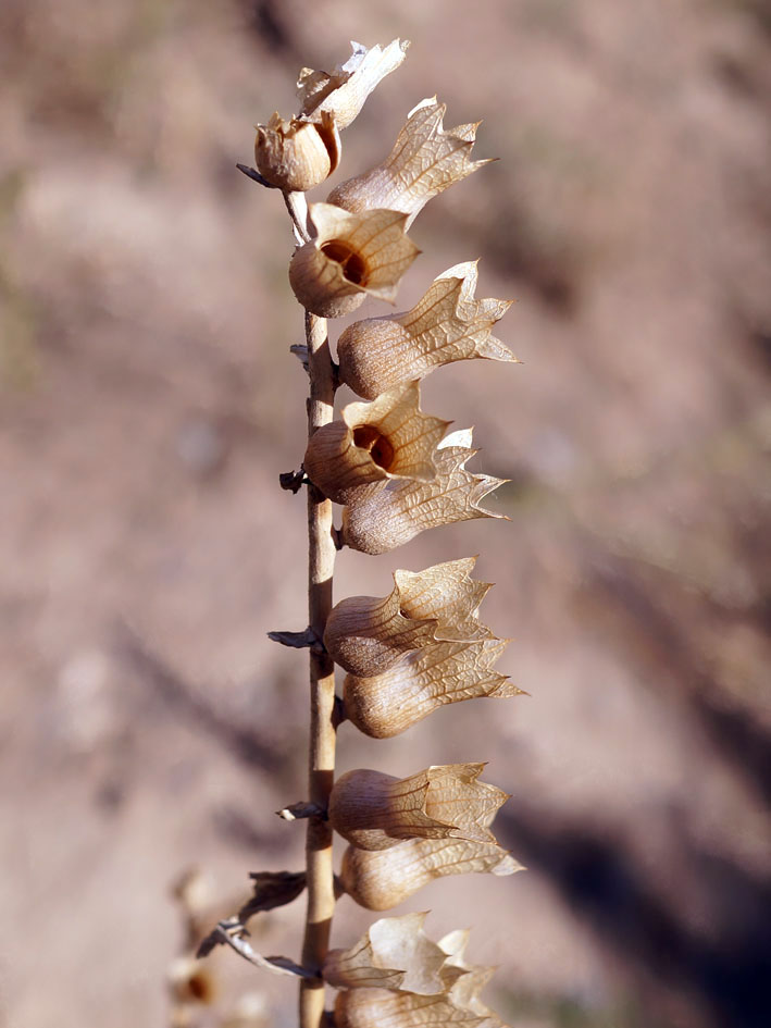 Изображение особи Hyoscyamus niger.