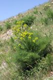 Prangos pabularia. Расцветающее растение. Южный Казахстан, горы Алатау (Даубаба), Западное ущелье. 15.05.2014.