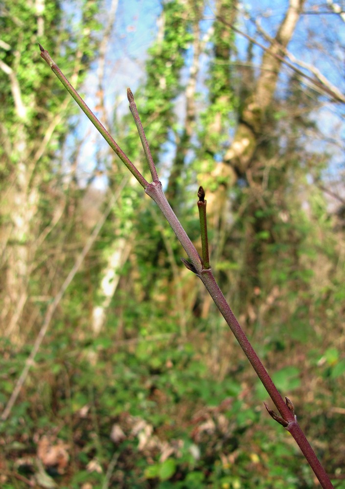 Image of Swida australis specimen.